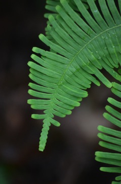 fern, Singapore